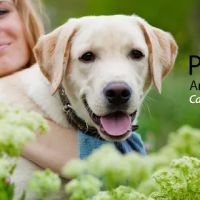 Plattsburgh Animal Hospital ico