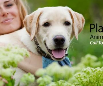 Plattsburgh Animal Hospital