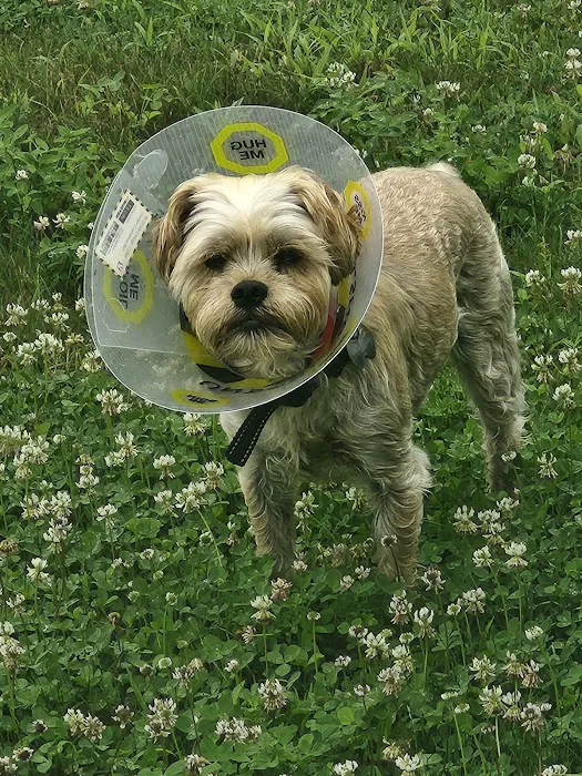 Champlain Valley Veterinary Services 2