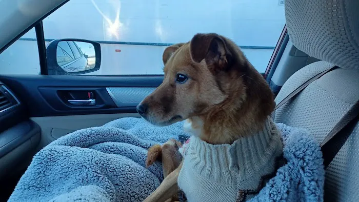 Champlain Valley Veterinary Services 3