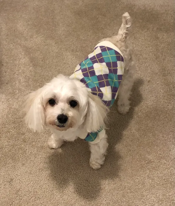 Champlain Valley Veterinary Services 10