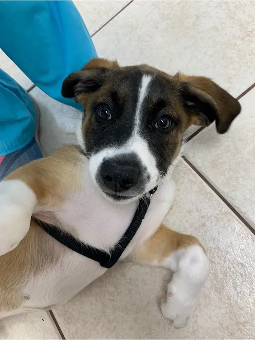 Eagle's Nest Veterinary Hospital 7