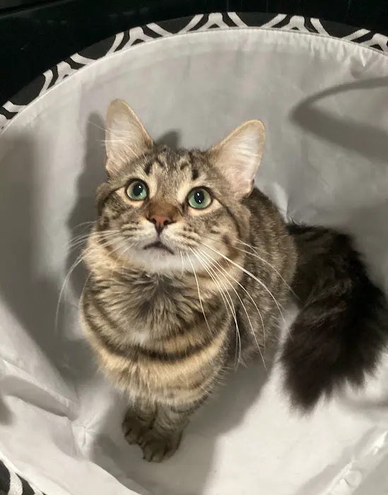 Palmer Veterinary Clinic: Mccarter Sarah DVM 1
