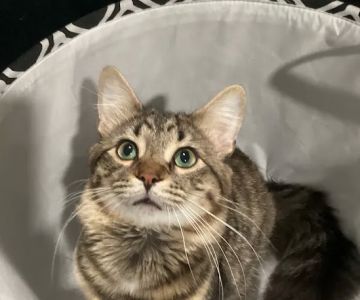 Palmer Veterinary Clinic: Mccarter Sarah DVM