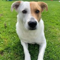 Palmer Veterinary Clinic ico