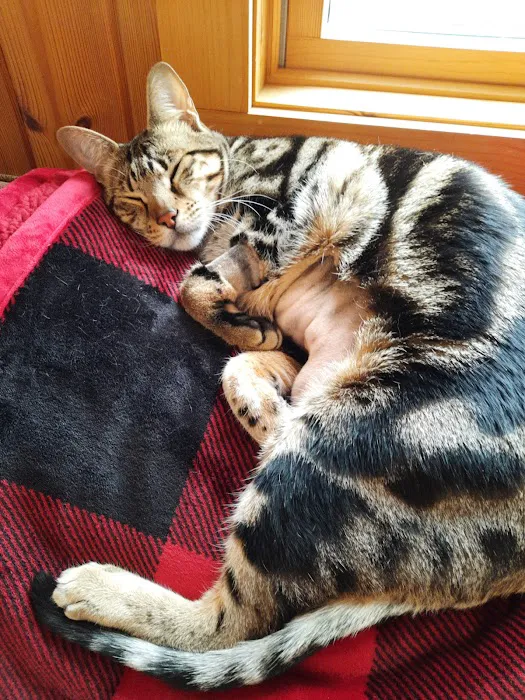 VCA High Peaks Animal Hospital 5
