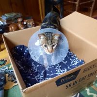 High Peaks Animal Hospital: Buskey Emily DVM ico