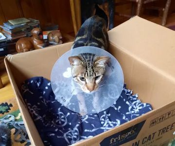 High Peaks Animal Hospital: Buskey Emily DVM