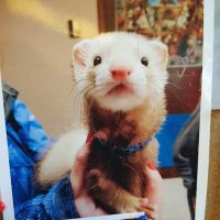 Adirondack Park Pet Hospital ico