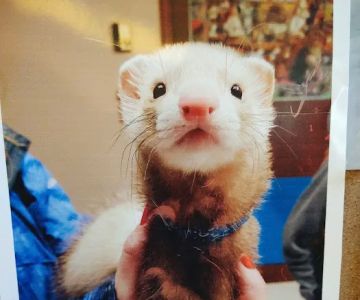 Adirondack Park Pet Hospital