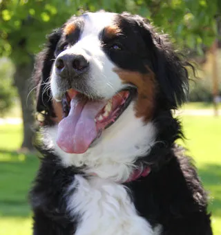 Apple Country Veterinary Hospital 7