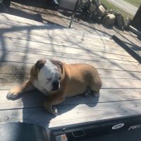 Clarkson Veterinary Hospital ico