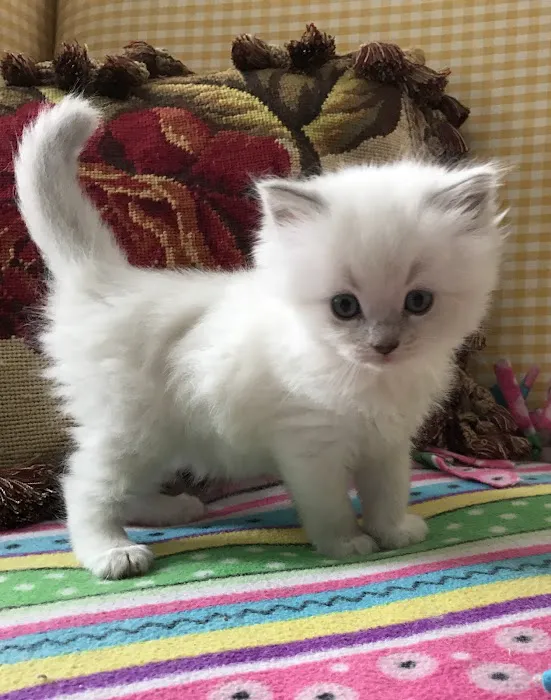 Ragdoll Cats and Kittens - Northwin Cattery 5