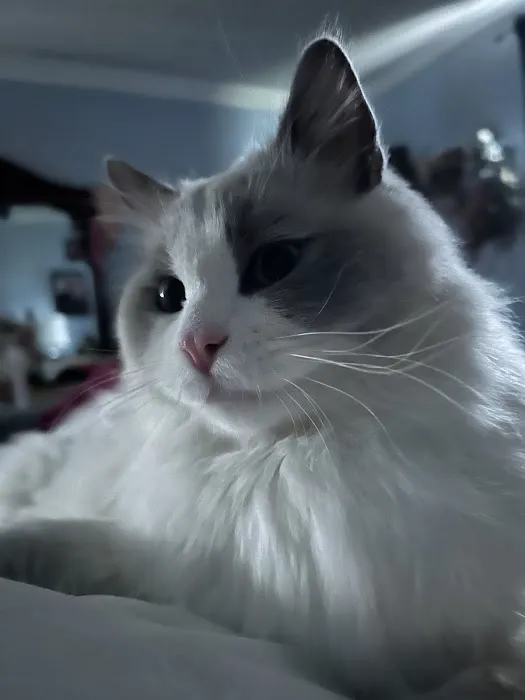 Ragdoll Cats and Kittens - Northwin Cattery 4