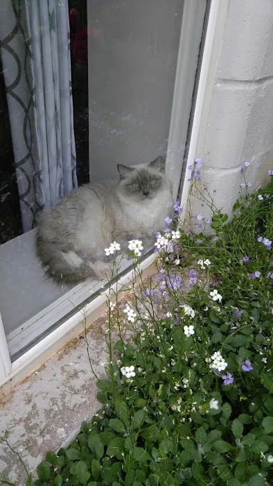 Ragdoll Cats and Kittens - Northwin Cattery 1