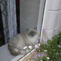 Ragdoll Cats and Kittens - Northwin Cattery ico