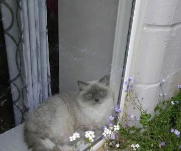 Ragdoll Cats and Kittens - Northwin Cattery