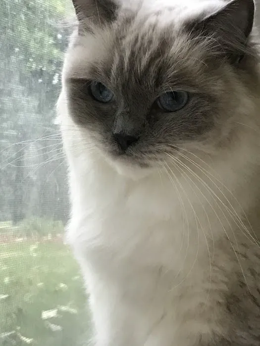 Ragdoll Cats and Kittens - Northwin Cattery 3