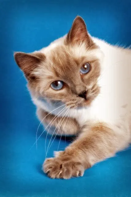 Ragdoll Cats and Kittens - Northwin Cattery 8