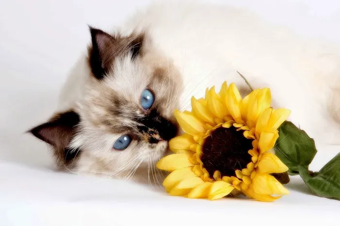 Ragdoll Cats and Kittens - Northwin Cattery 7