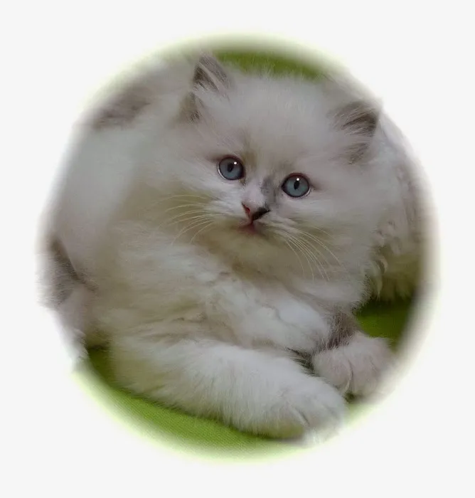 Ragdoll Cats and Kittens - Northwin Cattery 10