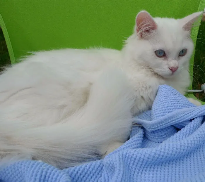 Ragdoll Cats and Kittens - Northwin Cattery 9