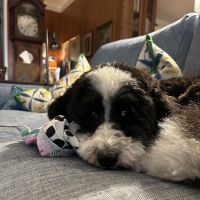 Pawleys Veterinary Hospital ico