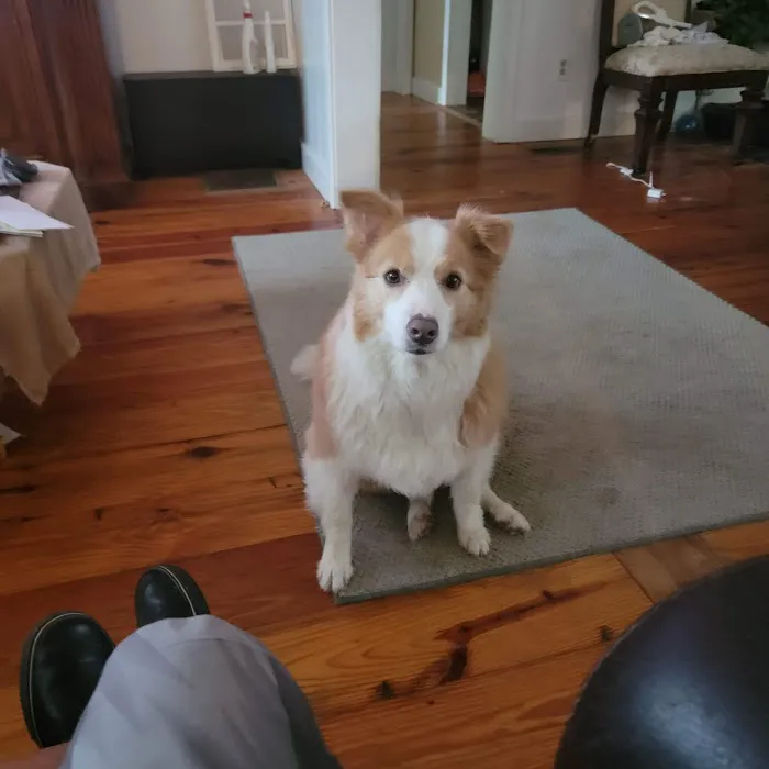 Fidelis Animal Hospital 7
