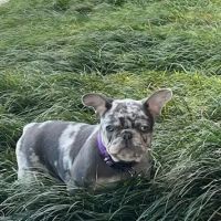 Fidelis Animal Hospital ico