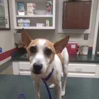 Companion Veterinary Care Center ico