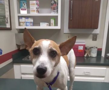 Companion Veterinary Care Center