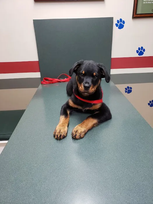Companion Veterinary Care Center 4