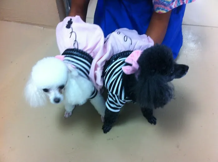Companion Veterinary Care Center 9