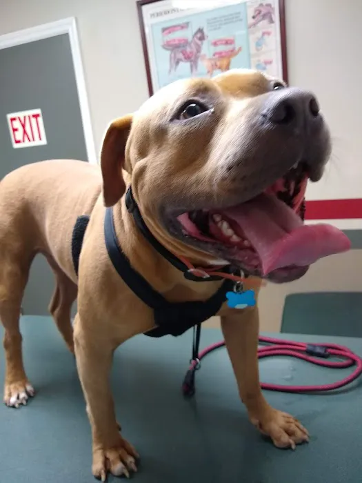 Companion Veterinary Care Center 7