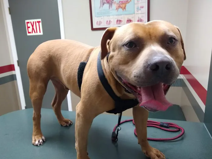Companion Veterinary Care Center 10
