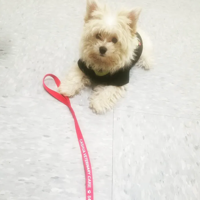 Cashua Veterinary Care 8