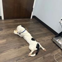 Cashua Veterinary Care ico