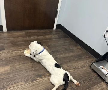 Cashua Veterinary Care