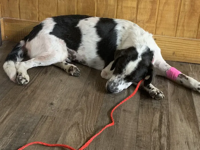 Footloose Veterinary Services, LLC 10
