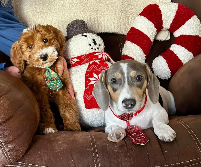 Hewitt Animal Hospital, A Thrive Pet Healthcare Partner 6