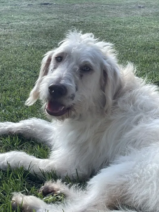 Hewitt Animal Hospital, A Thrive Pet Healthcare Partner 2