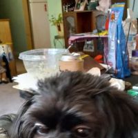 Olde Bedford Veterinary Clinic ico
