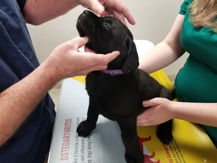 Veterinary Medical Center 2