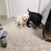 Veterinary Medical Center ico