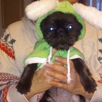 Allegheny Spay & Neuter Clinic ico