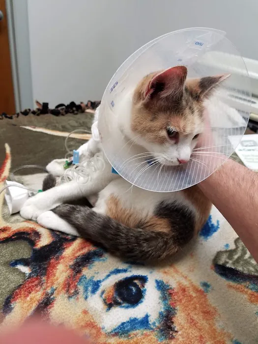 Ridge Animal Hospital 7
