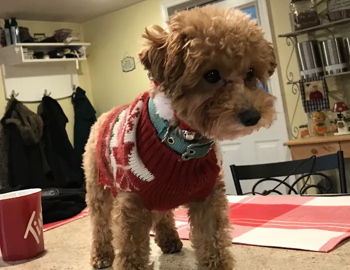 Ridge Animal Hospital 5