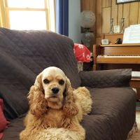 Ridge Animal Hospital ico
