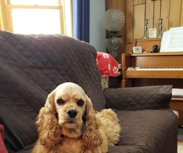 Ridge Animal Hospital