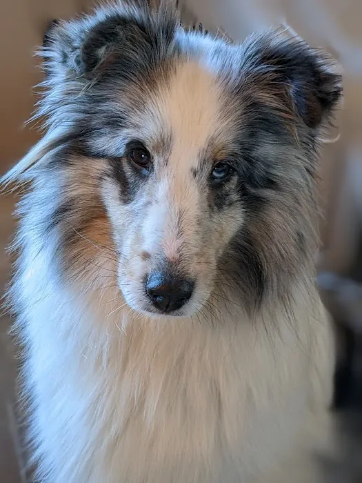 Ridge Animal Hospital 4
